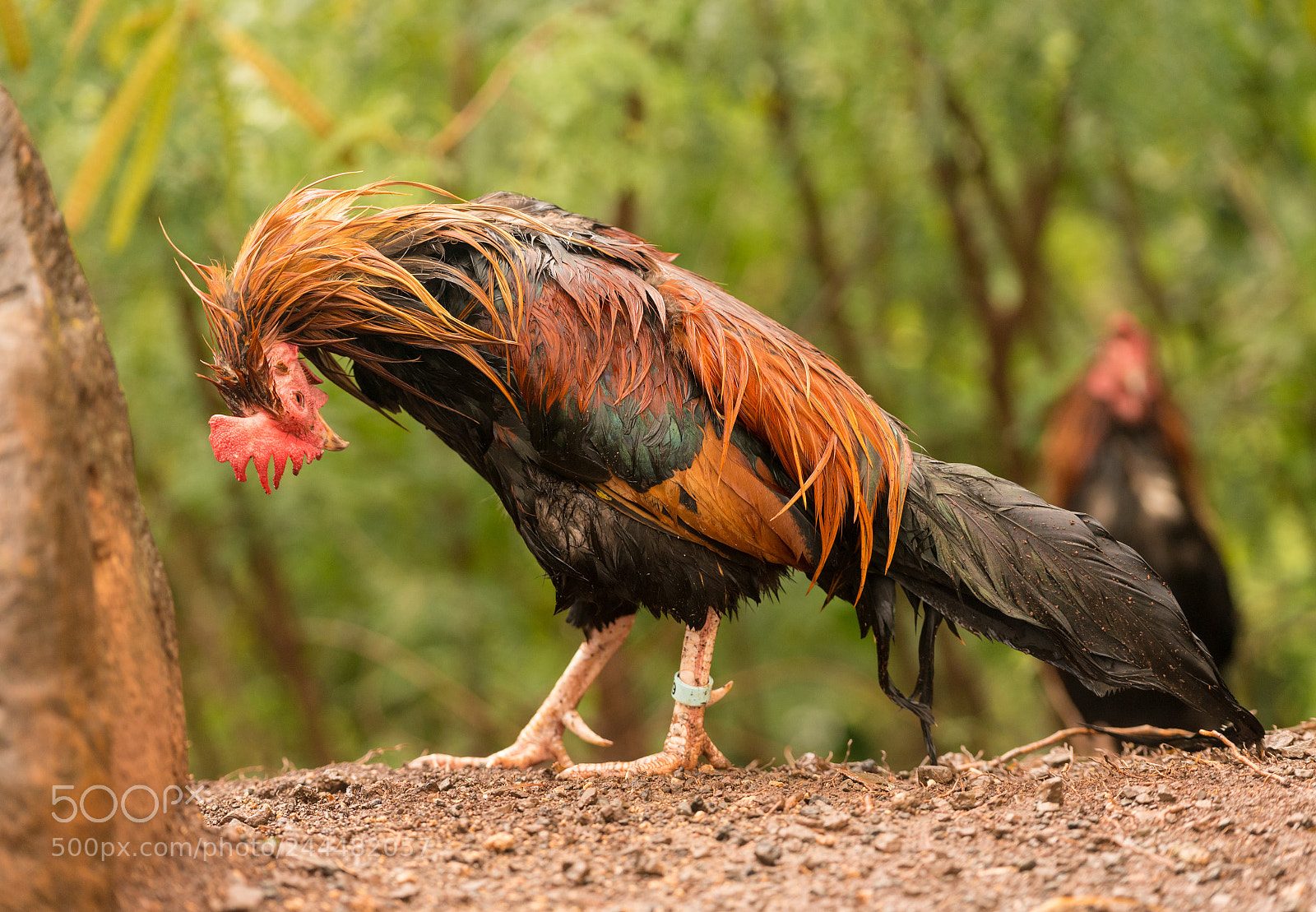 Sony a7R II sample photo. Wild poultry on kauai photography