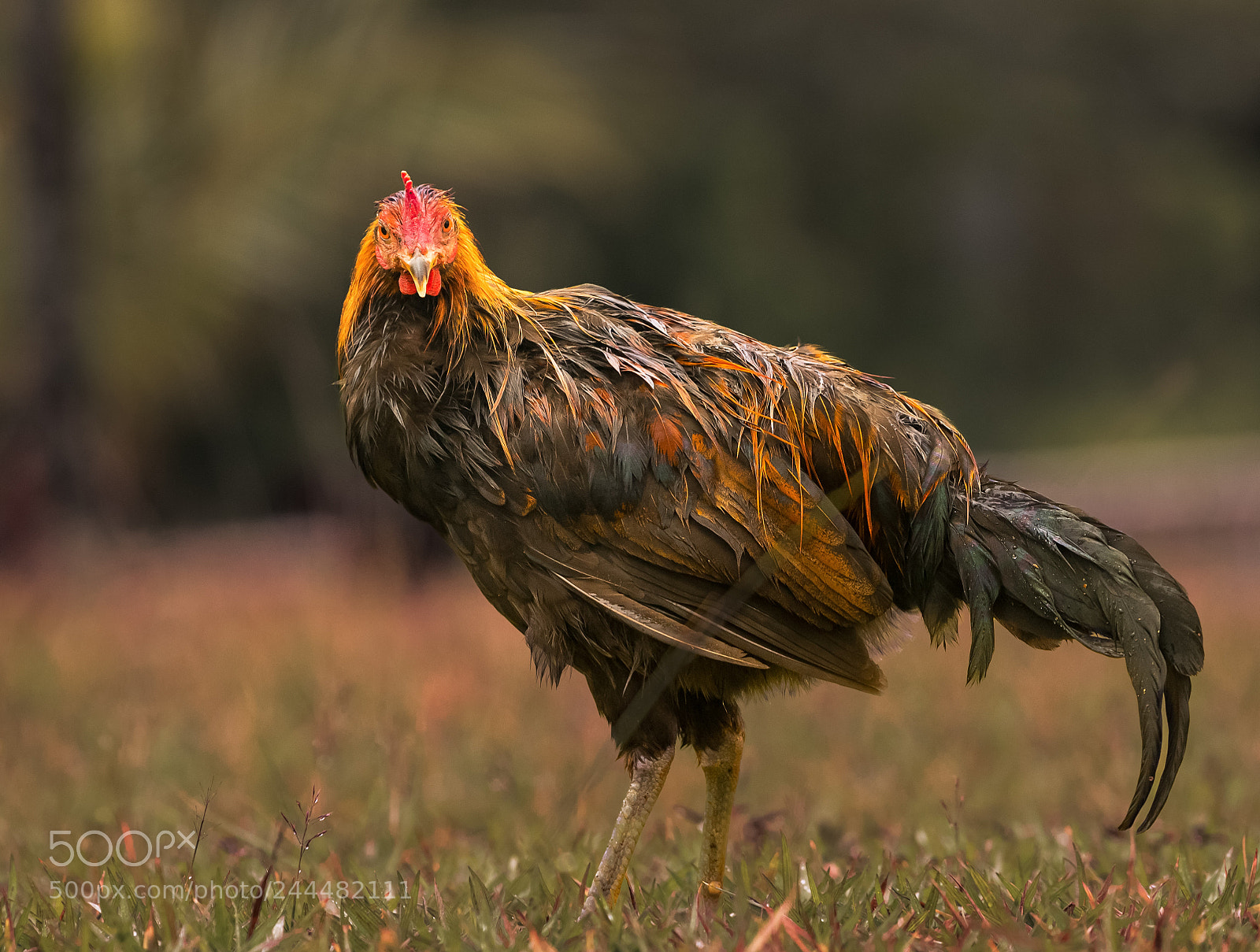 Sony a7R II sample photo. Wild poultry on kauai photography