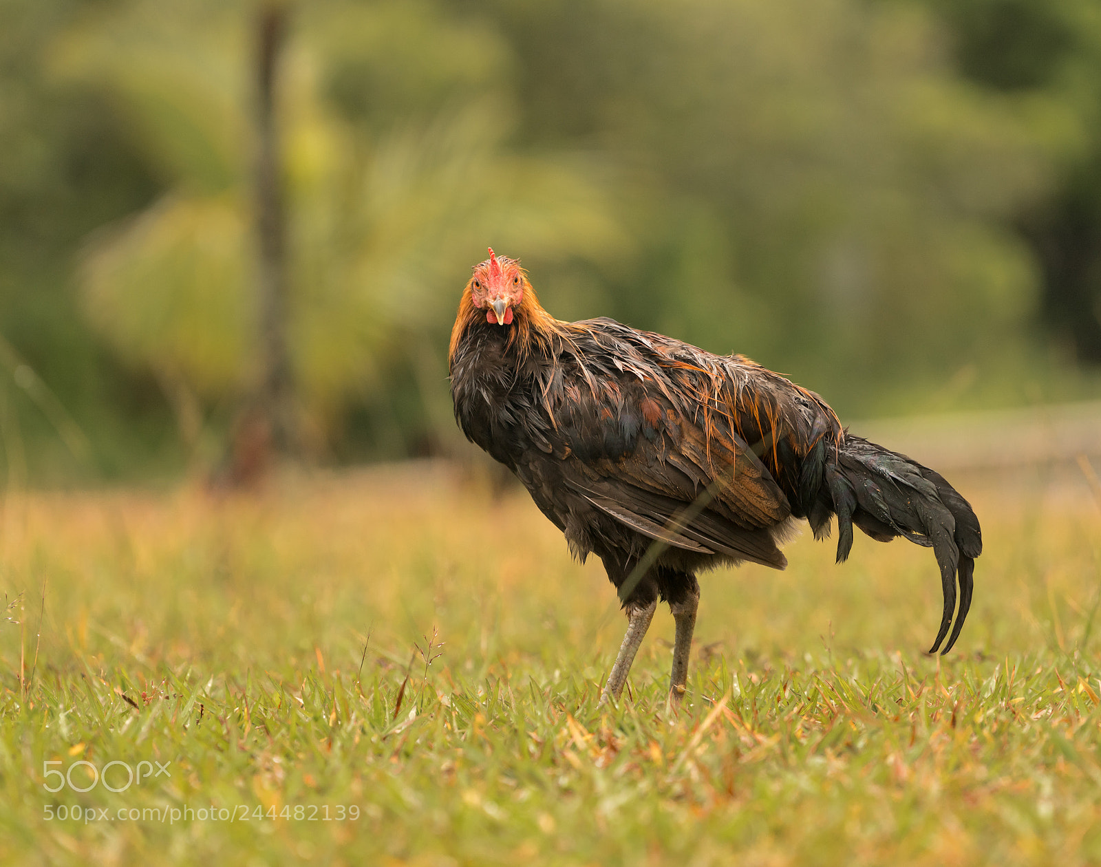 Sony a7R II sample photo. Wild poultry on kauai photography