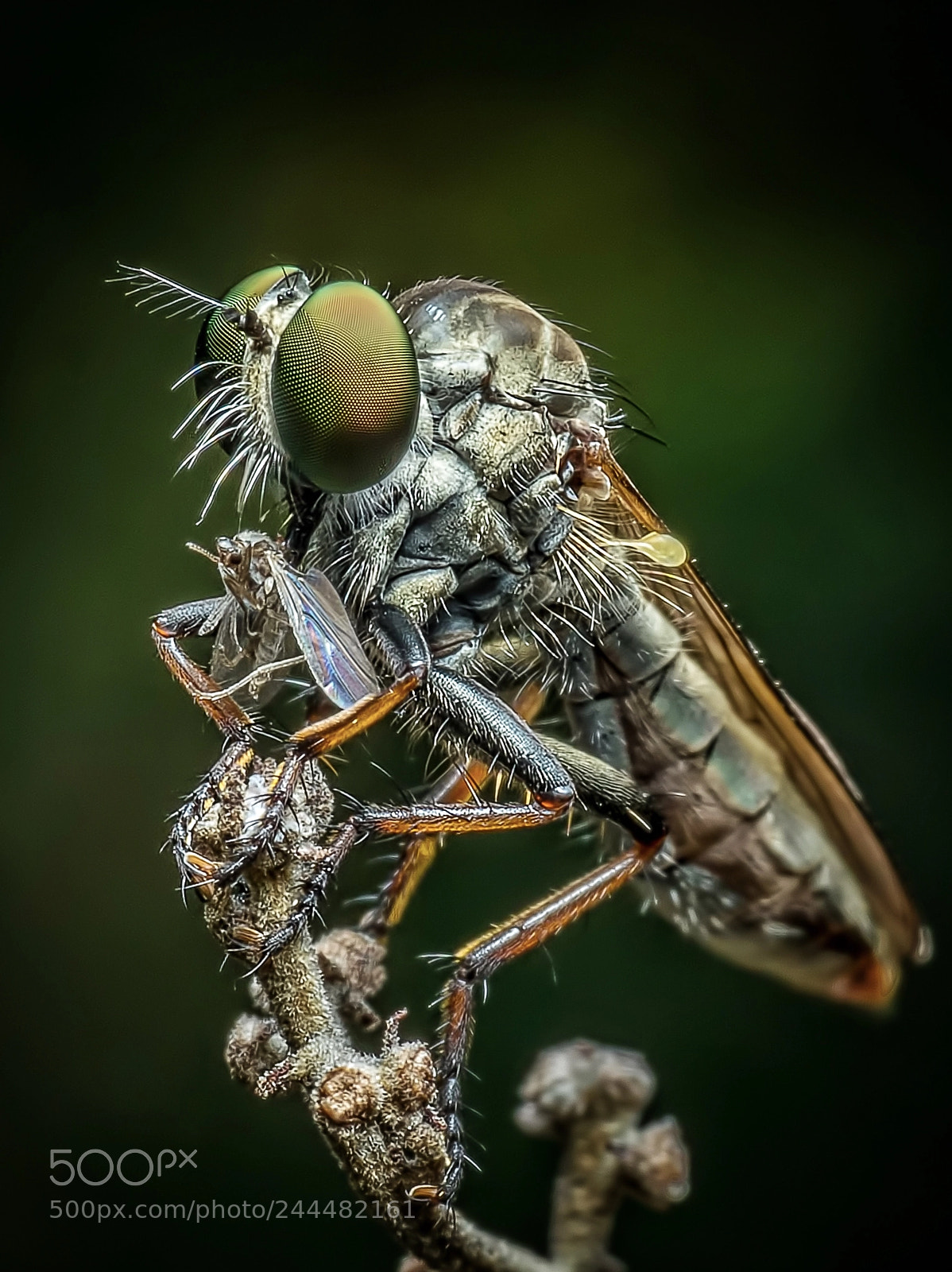 Sony a7R II sample photo. Robber fly photography