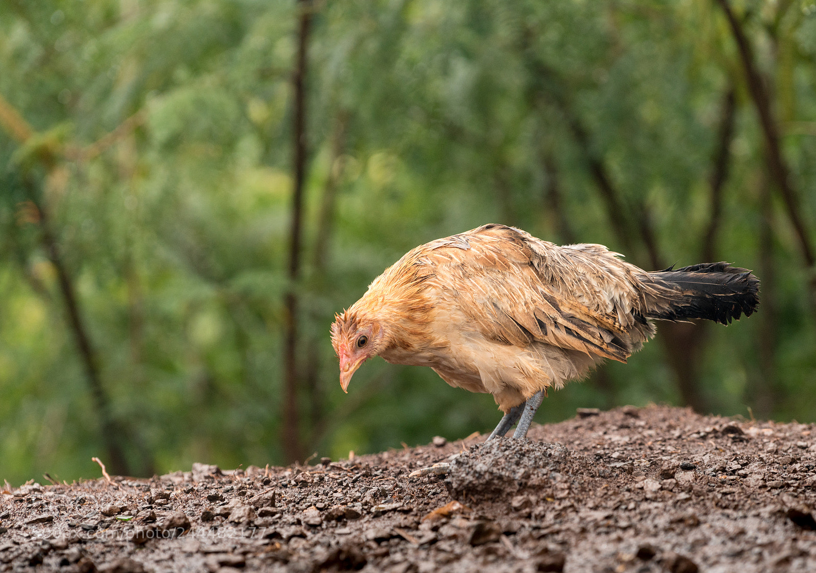 Sony a7R II sample photo. Wild poultry on kauai photography