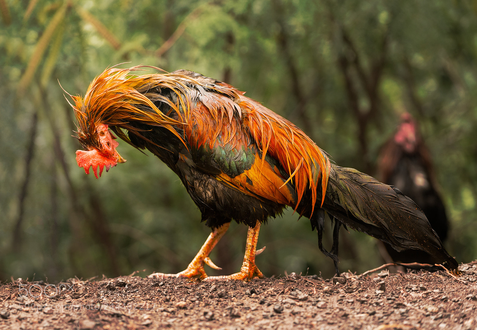 Sony a7R II sample photo. Wild poultry on kauai photography
