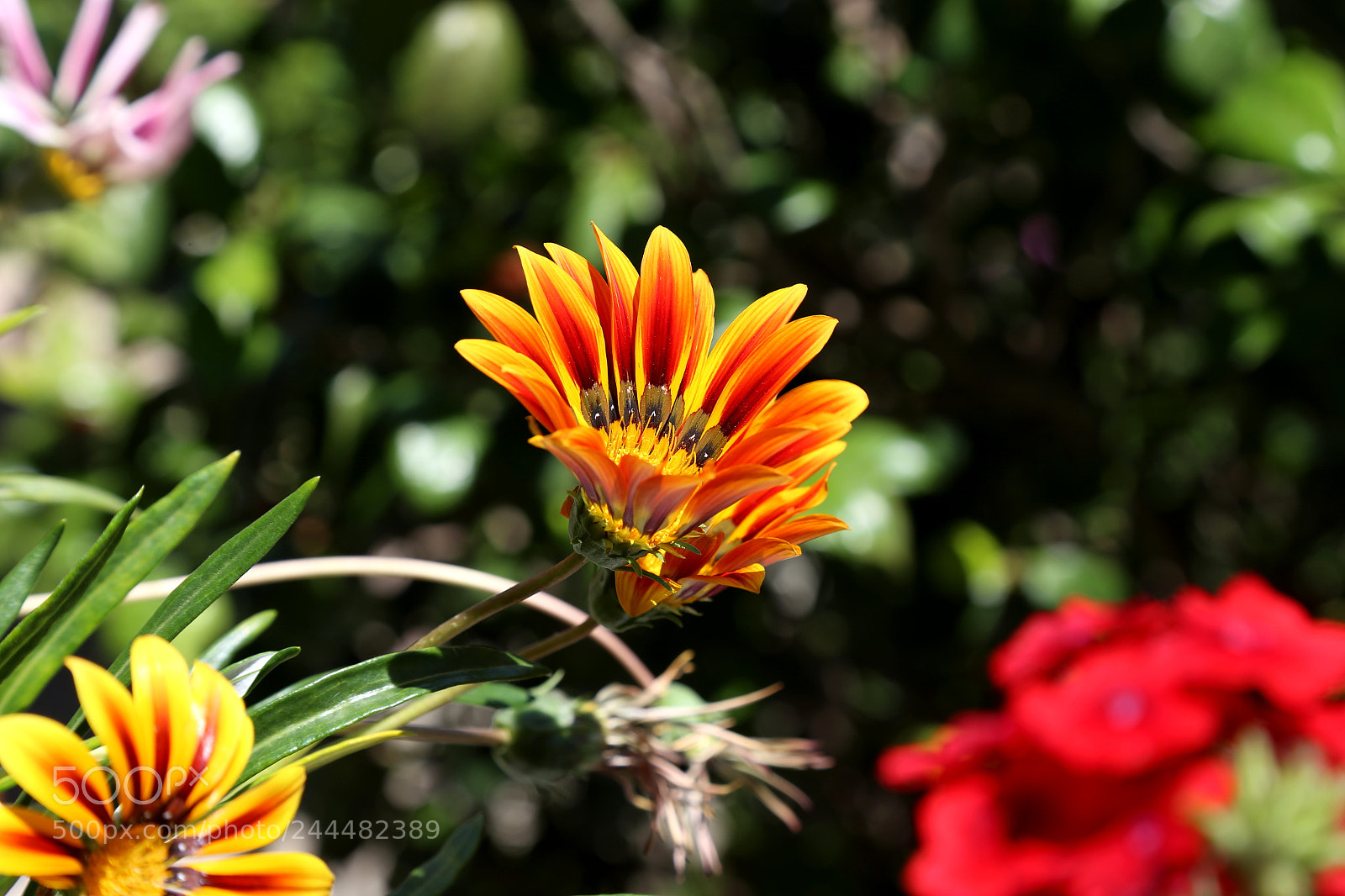 Canon EOS 6D + Canon EF 24-105mm F4L IS USM sample photo. Flower photography