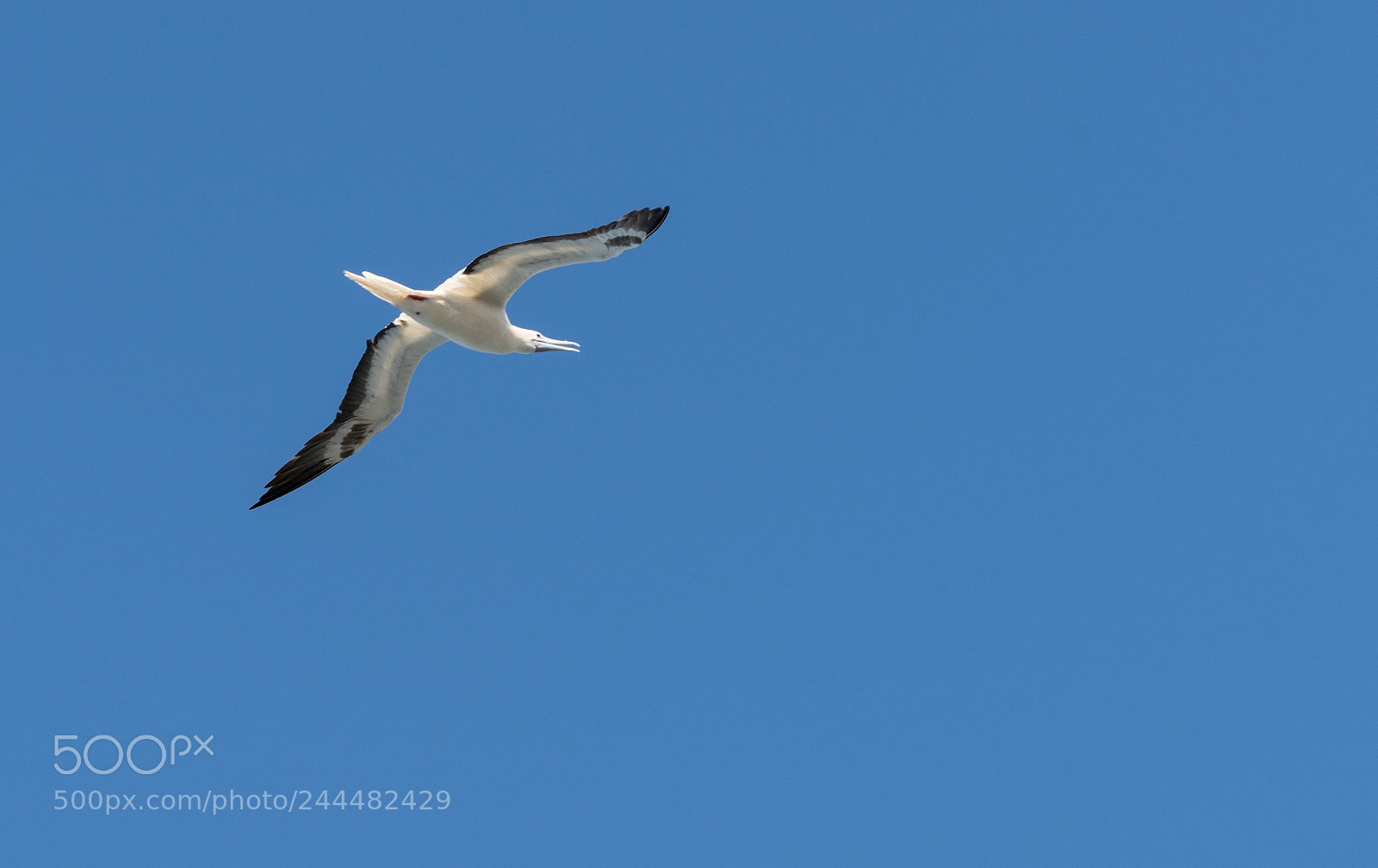 Sony a7R II sample photo. Red footed booby gull photography
