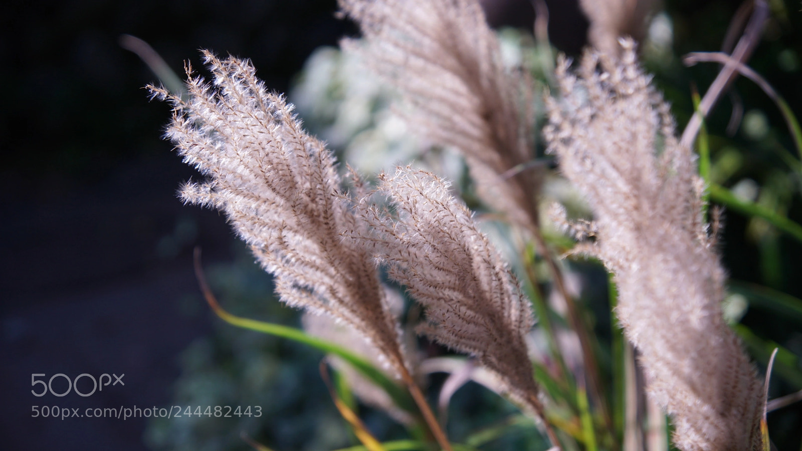 Sony a6500 sample photo. Untitled photography