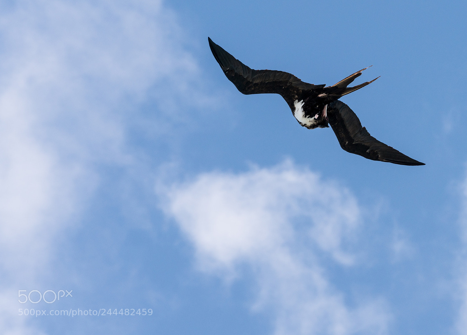 Sony a7R II sample photo. Great frigatebird off kauai photography