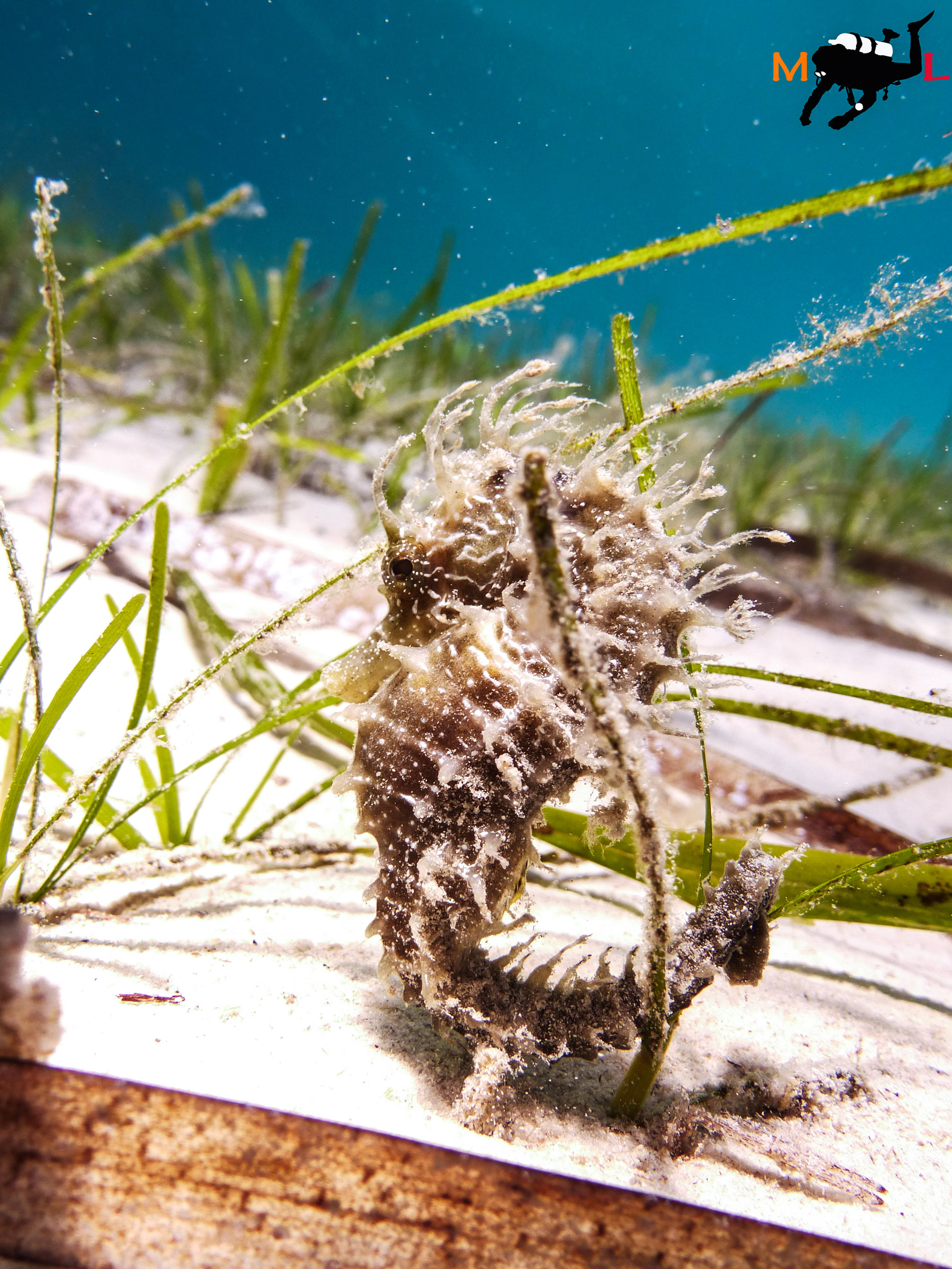 Panasonic Lumix DMC-ZS15 (Lumix DMC-TZ25) sample photo. Seahorse photography