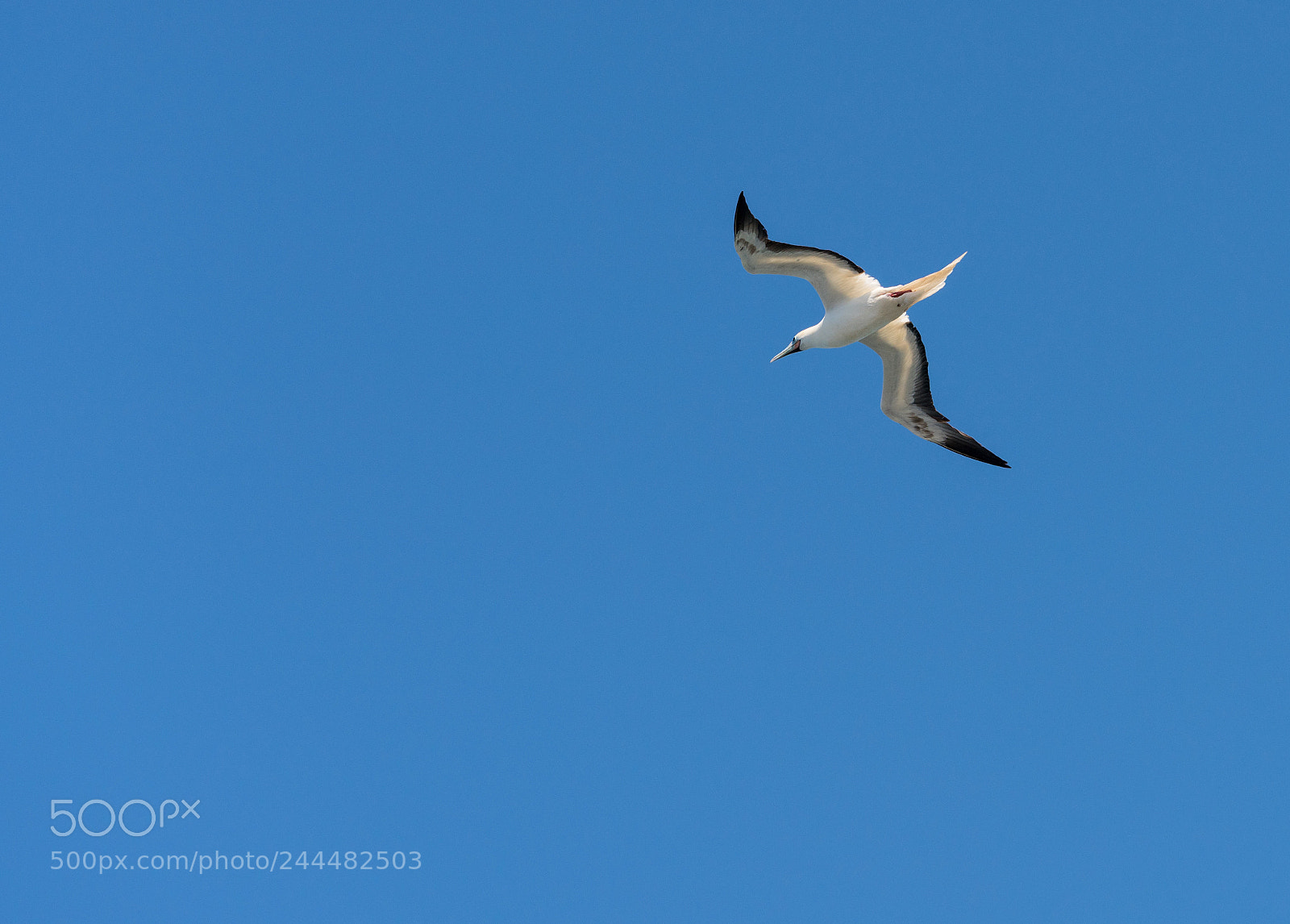 Sony a7R II sample photo. Red footed booby gull photography