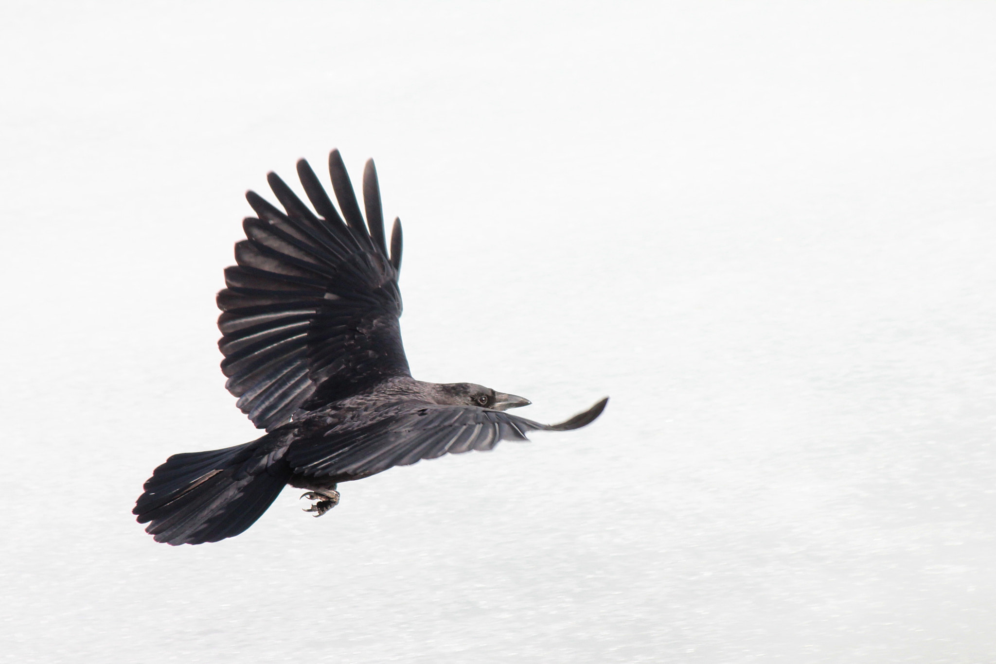 Canon EF-S 55-250mm F4-5.6 IS II sample photo. Crow photography