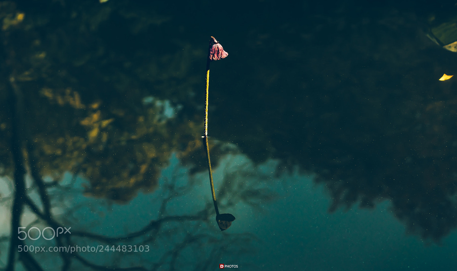 Sony a7R II sample photo. Am i alone photography