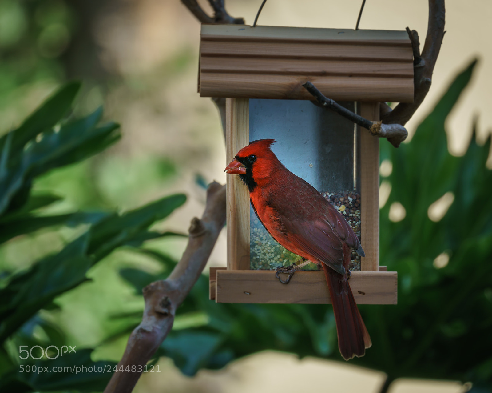Sony a7R II sample photo. Cardinal photography