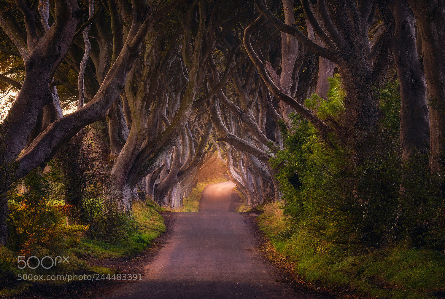 Nikon D810 sample photo. Glowing hedges photography