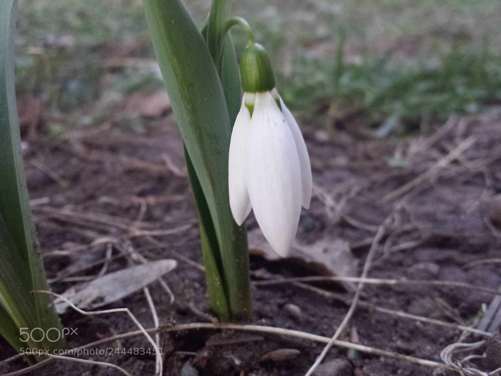 Samsung Galaxy S4 sample photo. Untitled photography