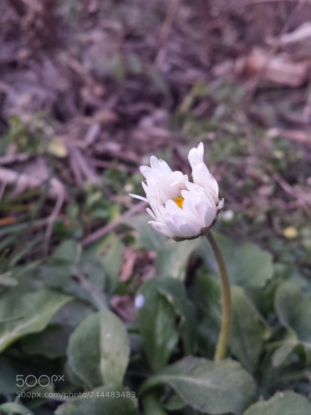 Samsung Galaxy S4 sample photo. Untitled photography