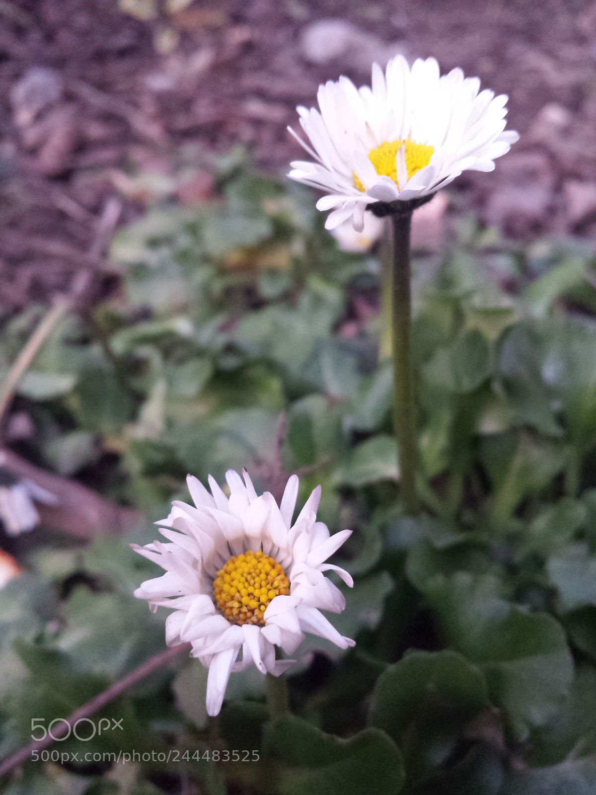 Samsung Galaxy S4 sample photo. Untitled photography