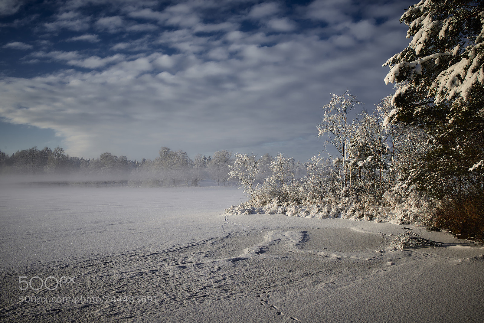 Nikon D800E sample photo. Cold fog photography