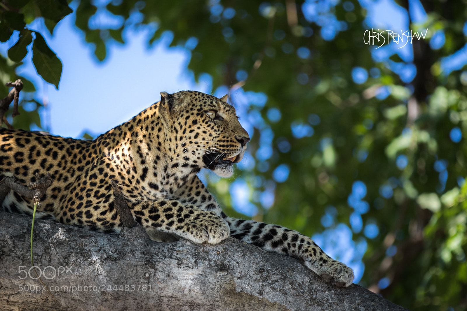 Canon EOS 7D Mark II sample photo. Leopard stare photography