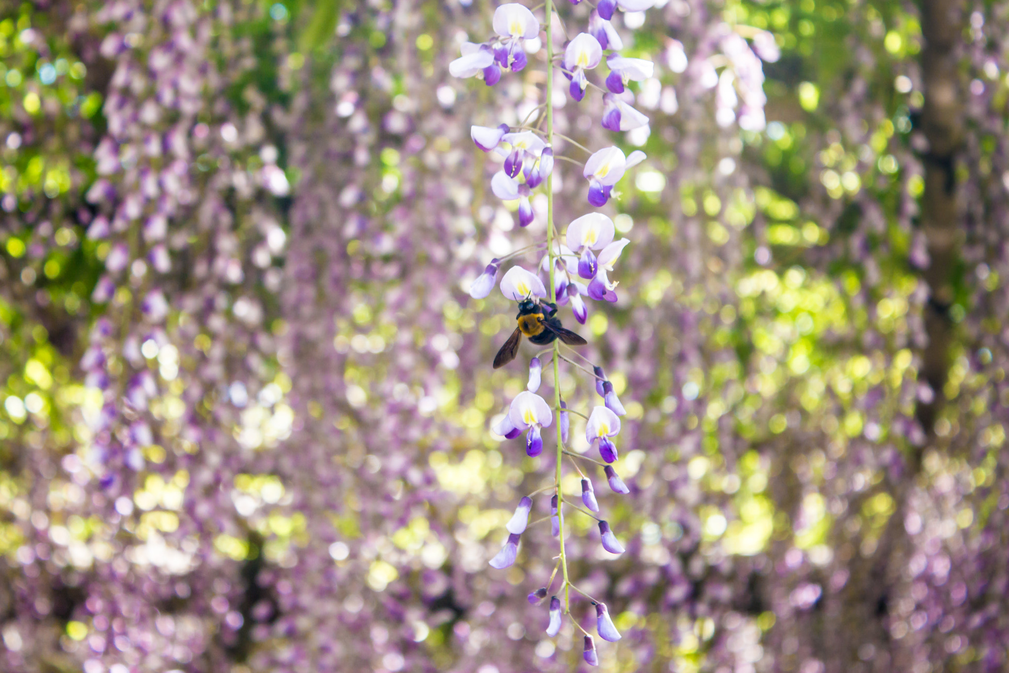 Canon EOS 650D (EOS Rebel T4i / EOS Kiss X6i) sample photo. Bumblebee on wisteria photography
