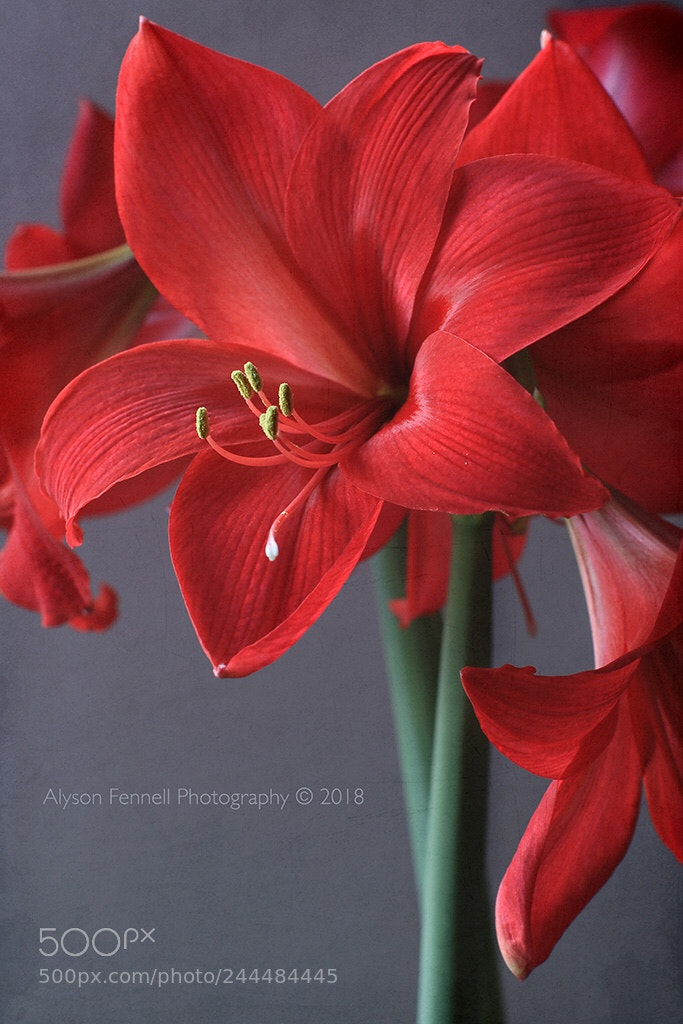 Canon EOS 7D Mark II sample photo. Red amaryllis photography