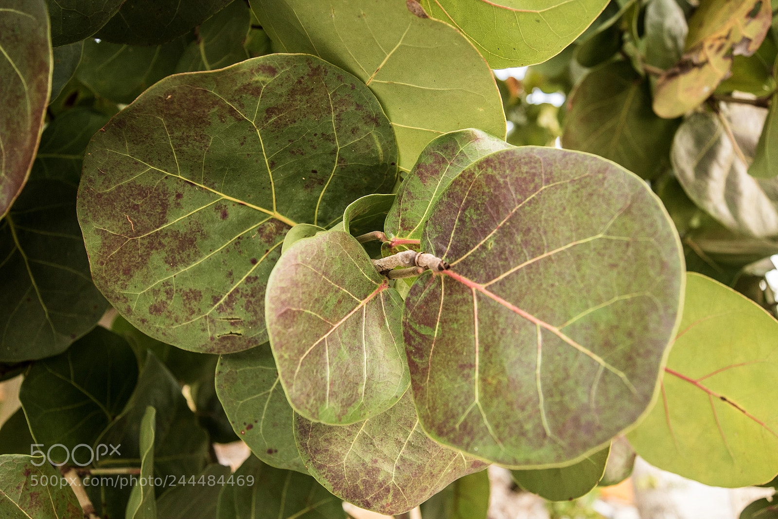 Canon EOS 7D Mark II sample photo. Florida photography