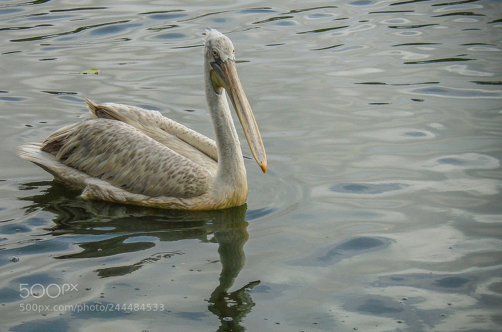 Sony Cyber-shot DSC-W800 sample photo. Pelican at safari photography