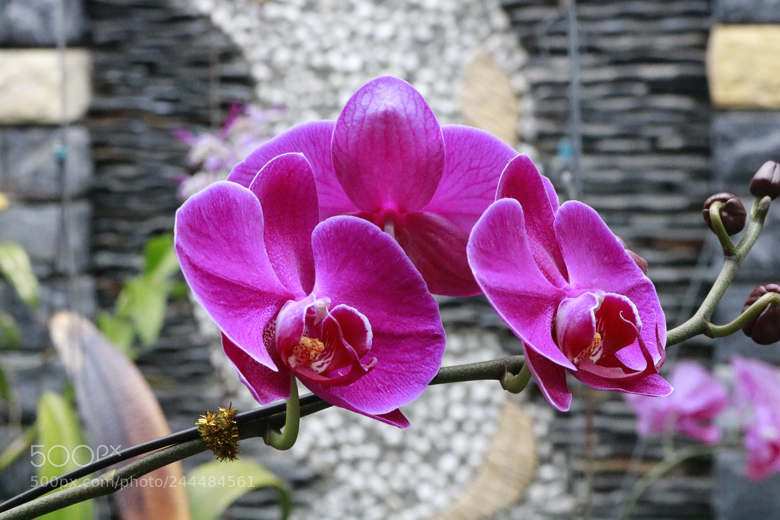 Canon EOS 750D (EOS Rebel T6i / EOS Kiss X8i) sample photo. Untitled photography