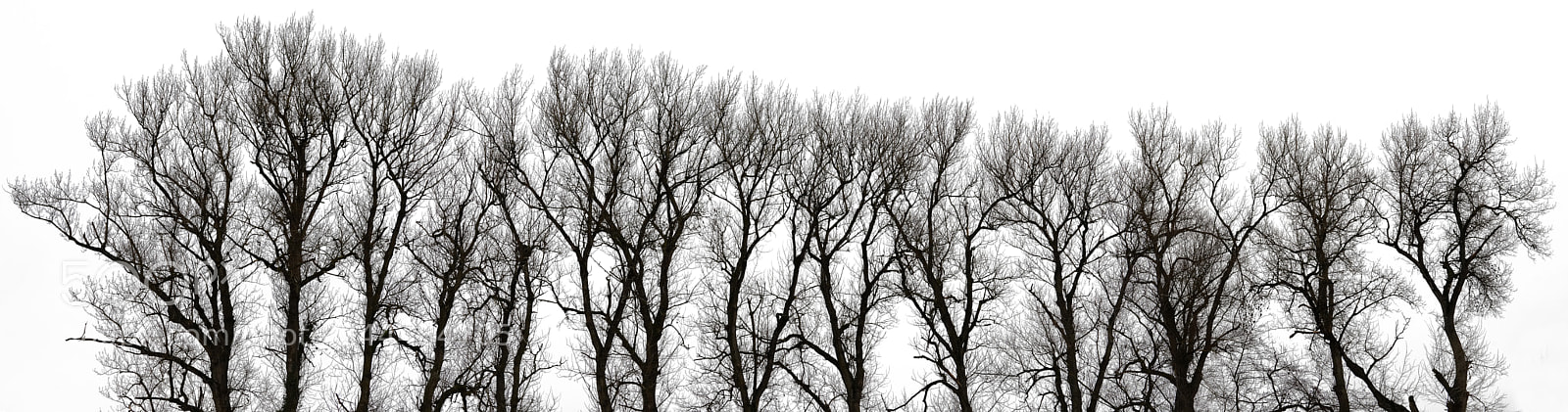 Sony SLT-A99V sample photo. A million branches in photography