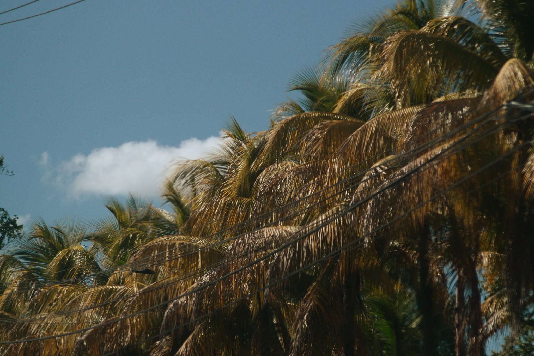Nikon AF Nikkor 70-300mm F4-5.6G sample photo. The path of the palm trees photography