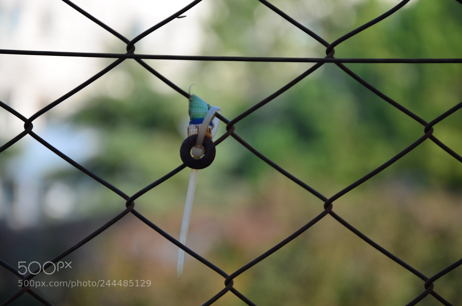 Nikon D5100 sample photo. O photography