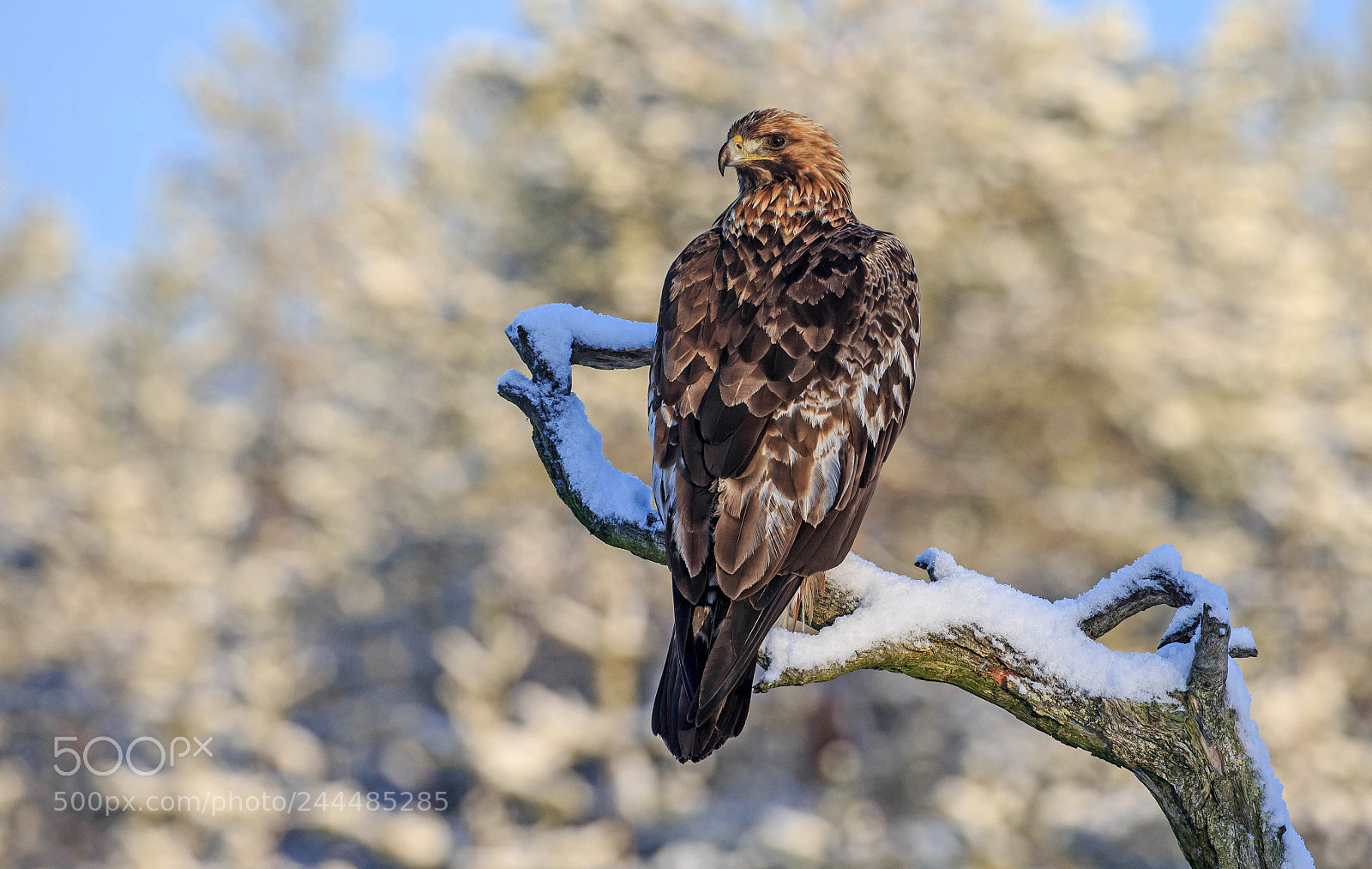 Canon EOS-1D X sample photo. Golden eagle in finland photography
