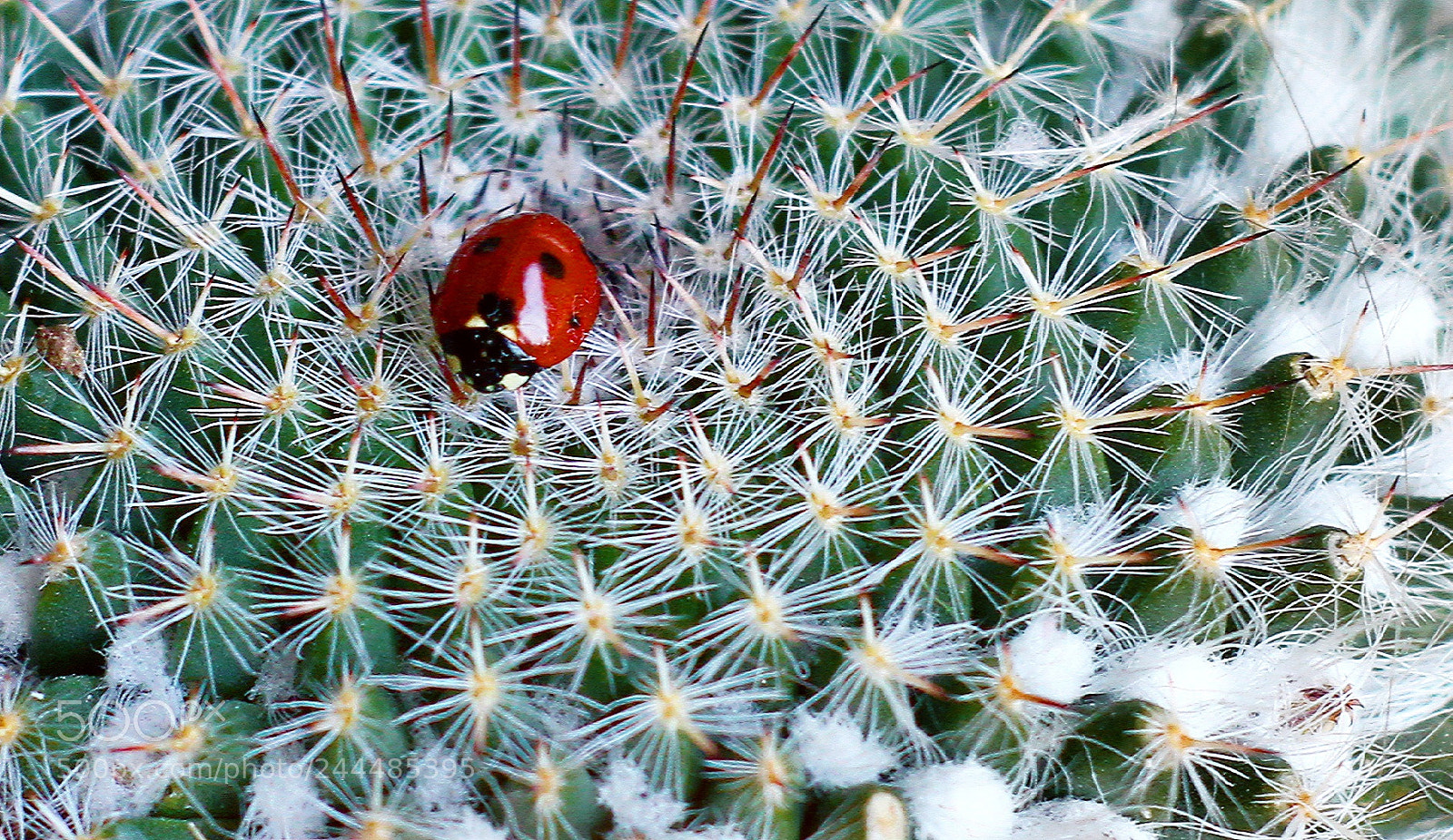 Canon EOS 1300D (EOS Rebel T6 / EOS Kiss X80) sample photo. Ladybird photography