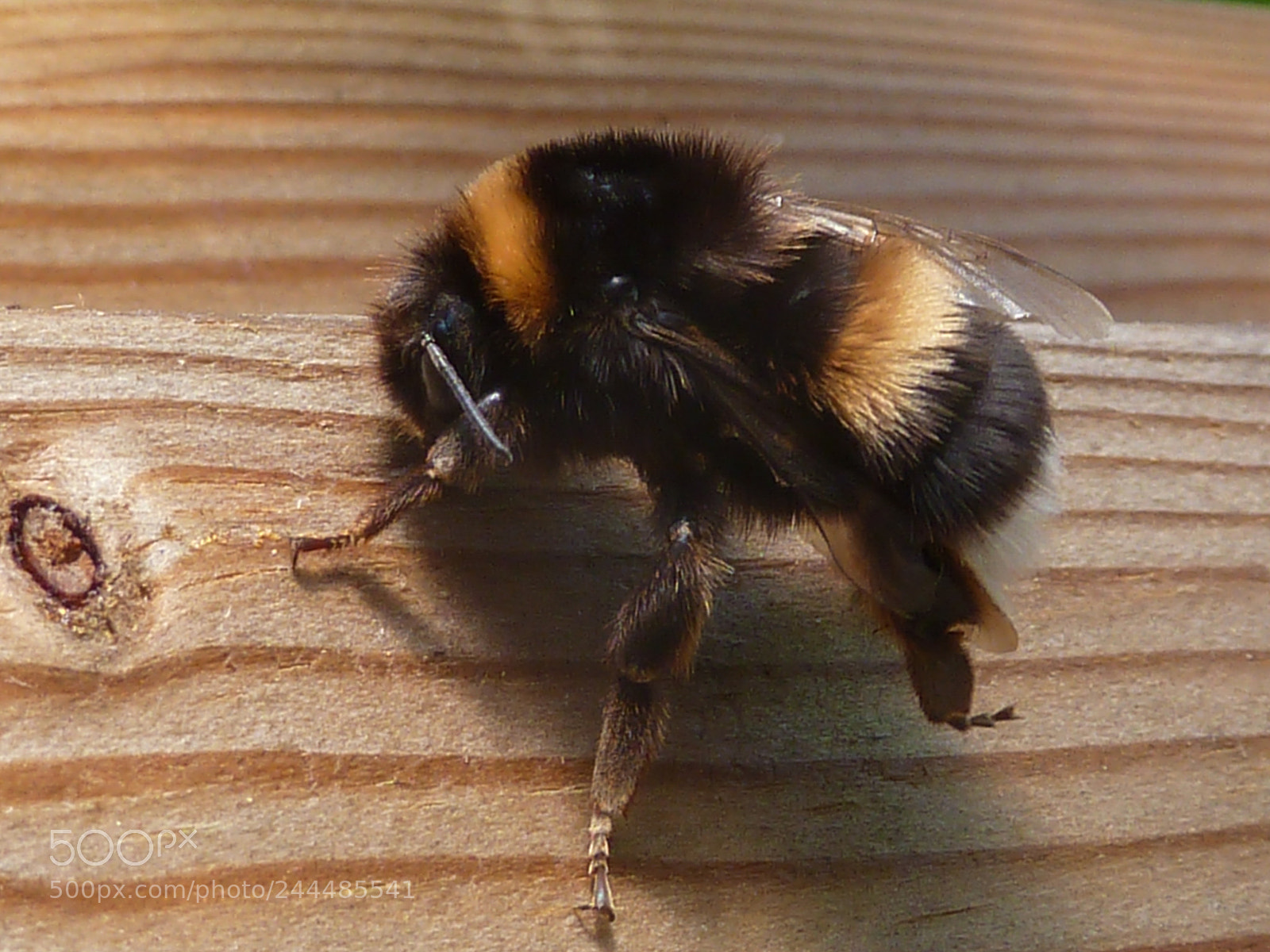 Panasonic Lumix DMC-ZS7 (Lumix DMC-TZ10) sample photo. Bumblebee photography