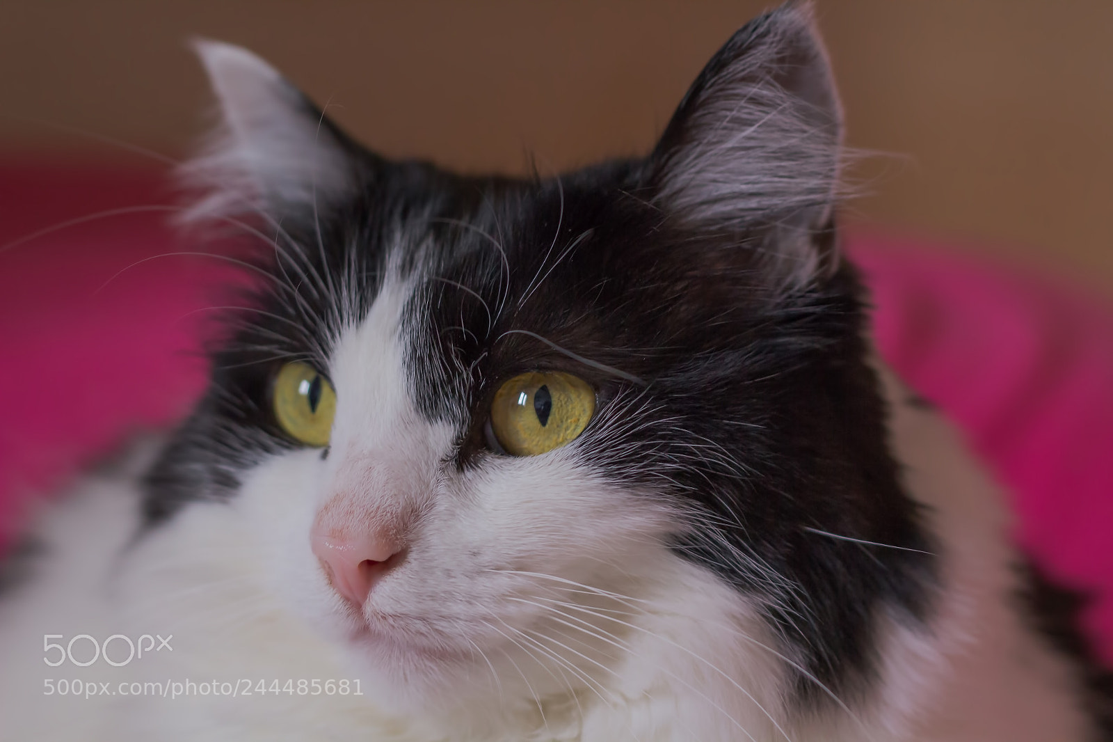 Canon EOS 60D sample photo. Isotta photography