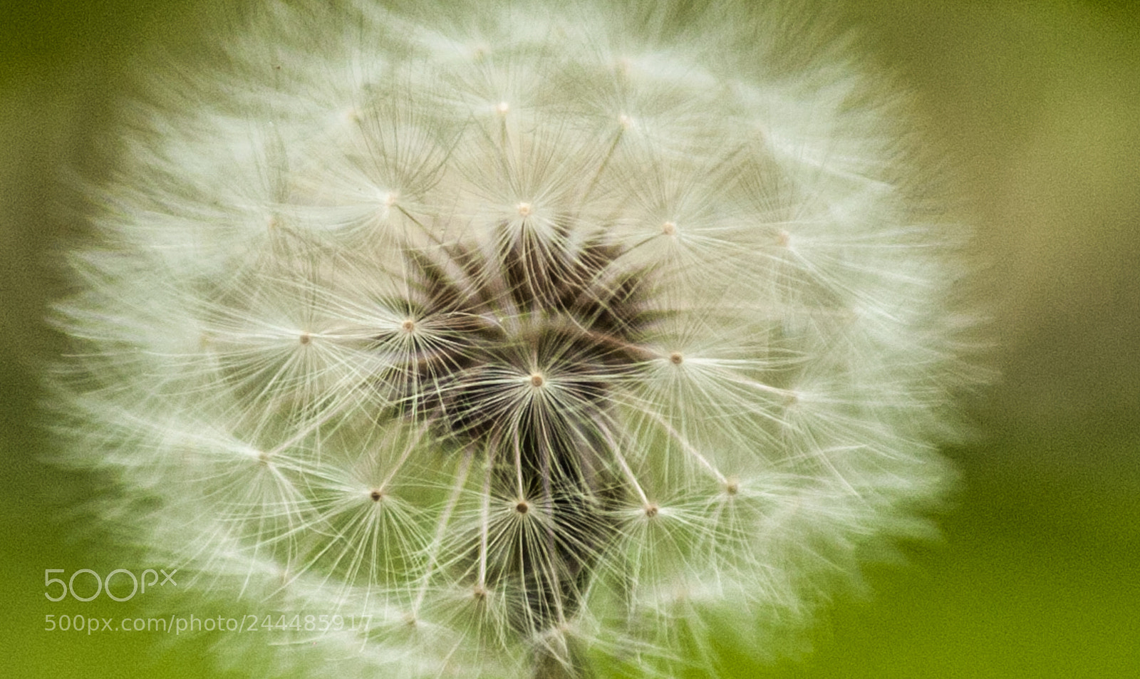 Nikon D700 sample photo. Flor dente de le photography