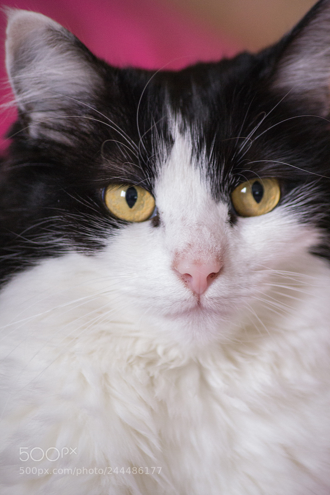 Canon EOS 60D sample photo. Isotta once more photography
