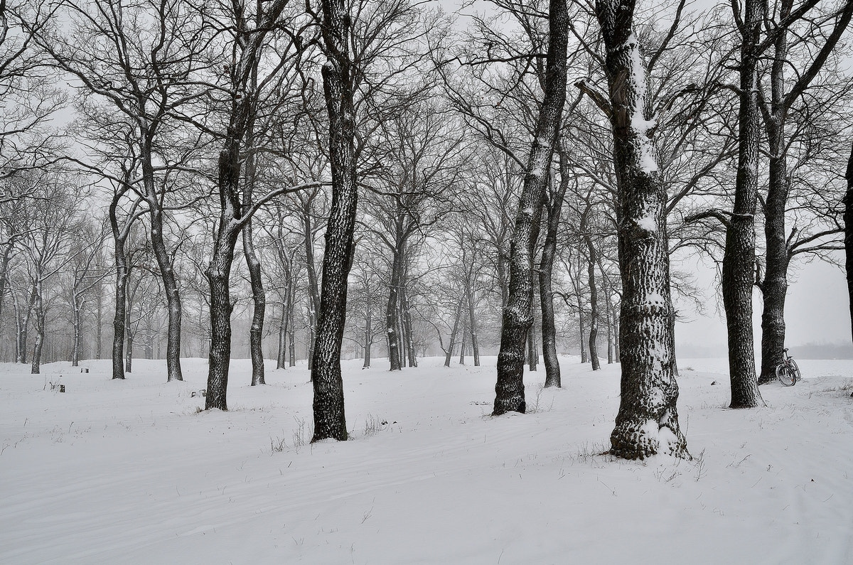 Nikon D7000 sample photo. Зимняя дубрава... photography