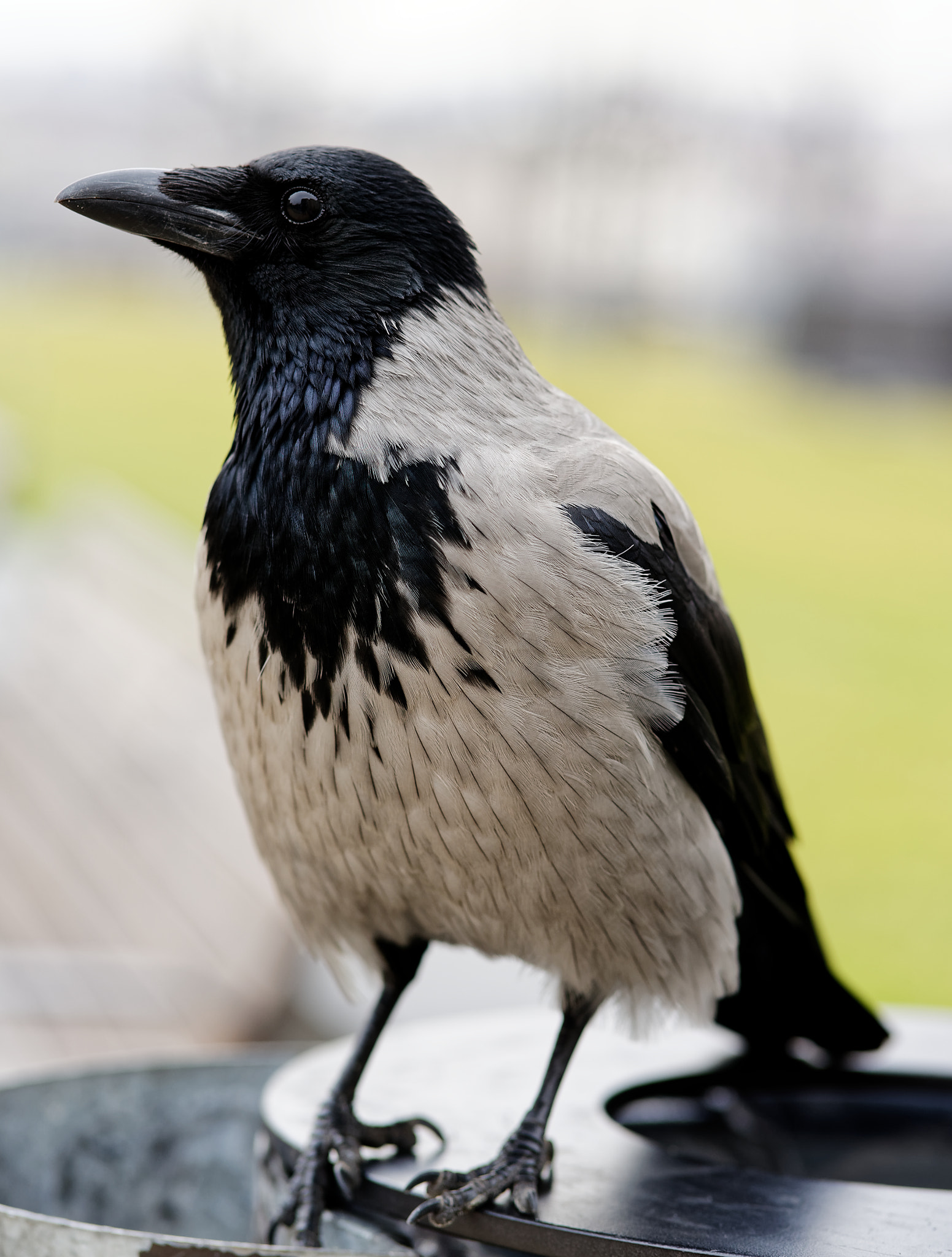 ZEISS Batis 85mm F1.8 sample photo. Inquiring look photography
