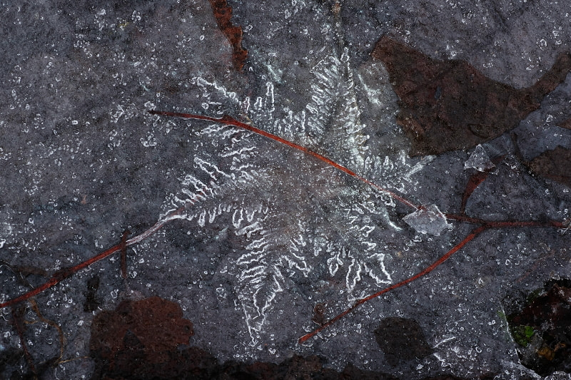 Tamron SP AF 90mm F2.8 Di Macro sample photo. The graphic arts of cold photography