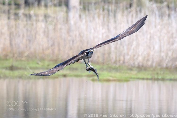 Nikon D500 sample photo. Osprey catches fish photography