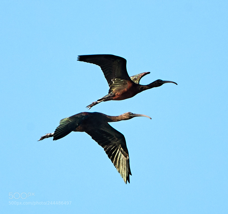 Canon EOS-1D X Mark II sample photo. 01-31-18-0001495.jpg photography