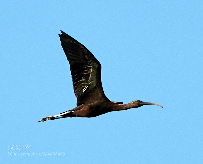 Canon EOS-1D X Mark II sample photo. 01-31-18-0001493.jpg photography