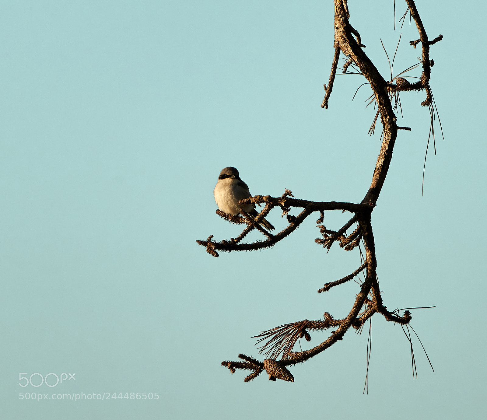 Canon EOS-1D X Mark II sample photo. 01-31-18-0001728.jpg photography