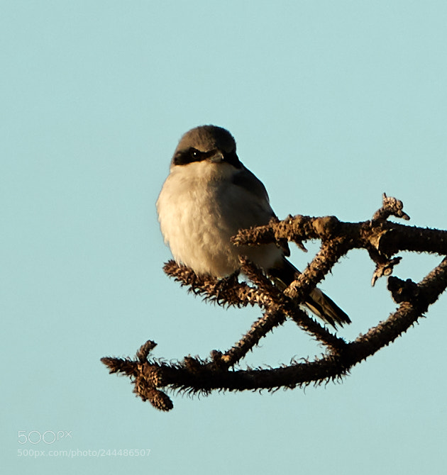Canon EOS-1D X Mark II sample photo. 01-31-18-0001728 1.jpg photography