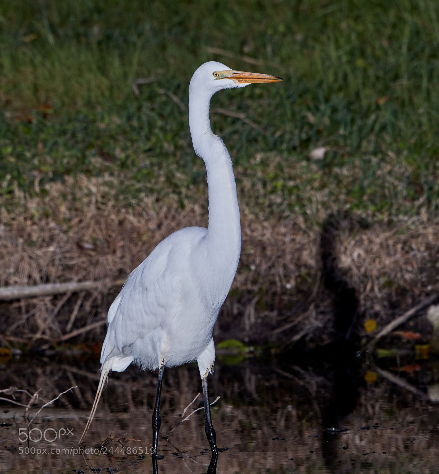 Canon EOS-1D X Mark II sample photo. 01-31-18-0001722.jpg photography