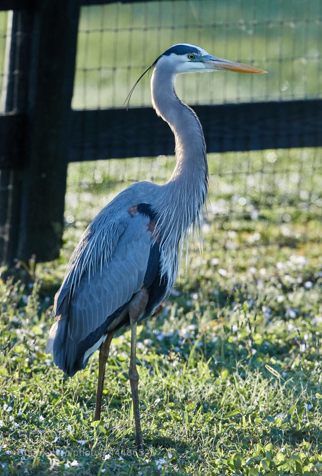 Canon EOS-1D X Mark II sample photo. 01-31-18-0001718.jpg photography