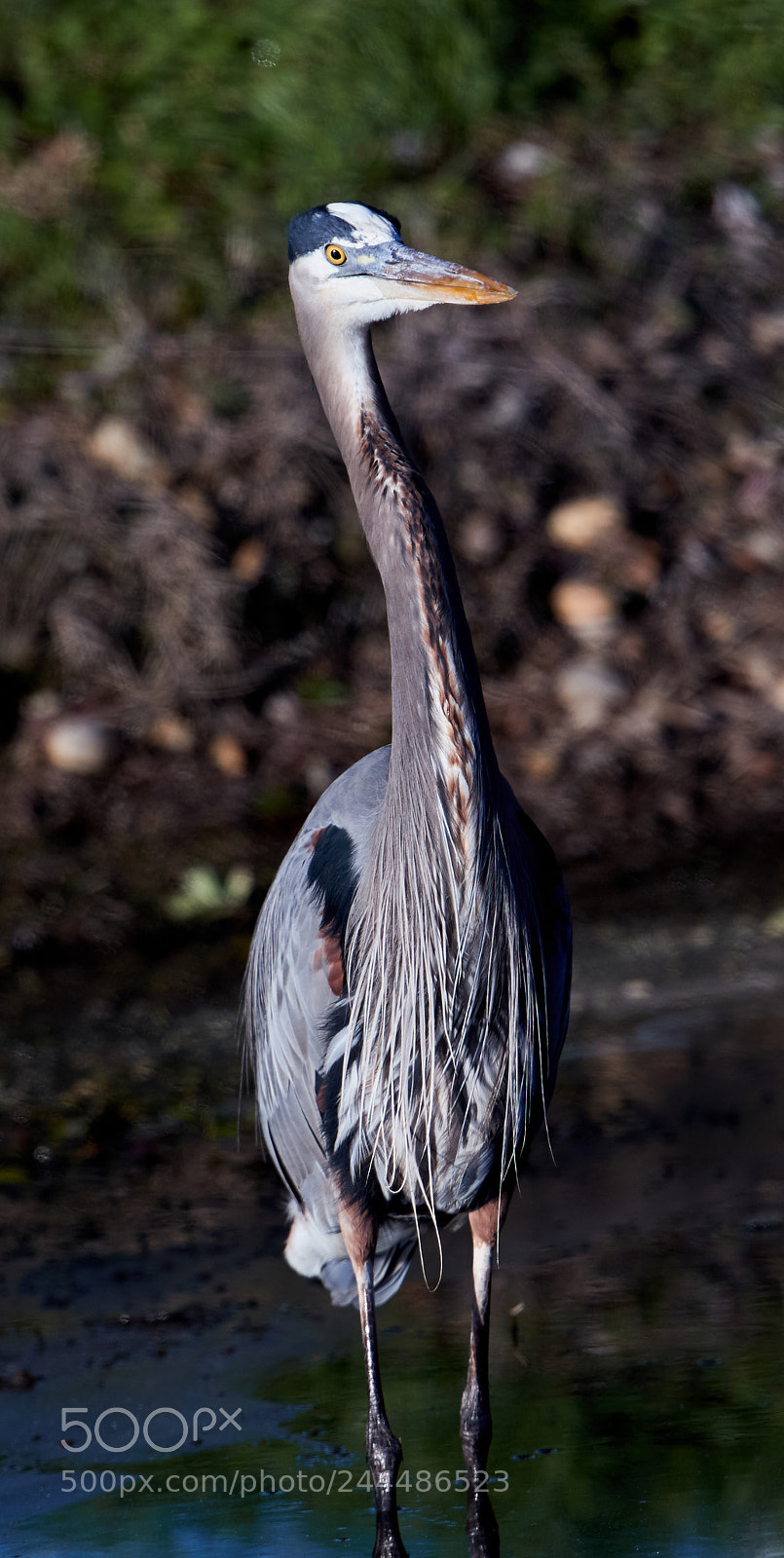 Canon EOS-1D X Mark II sample photo. 01-31-18-0001710.jpg photography