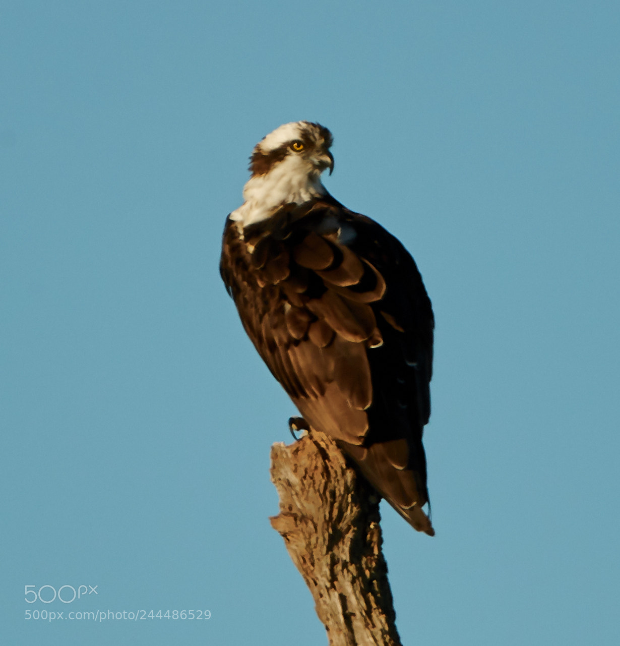 Canon EOS-1D X Mark II sample photo. 01-31-18-0001706.jpg photography