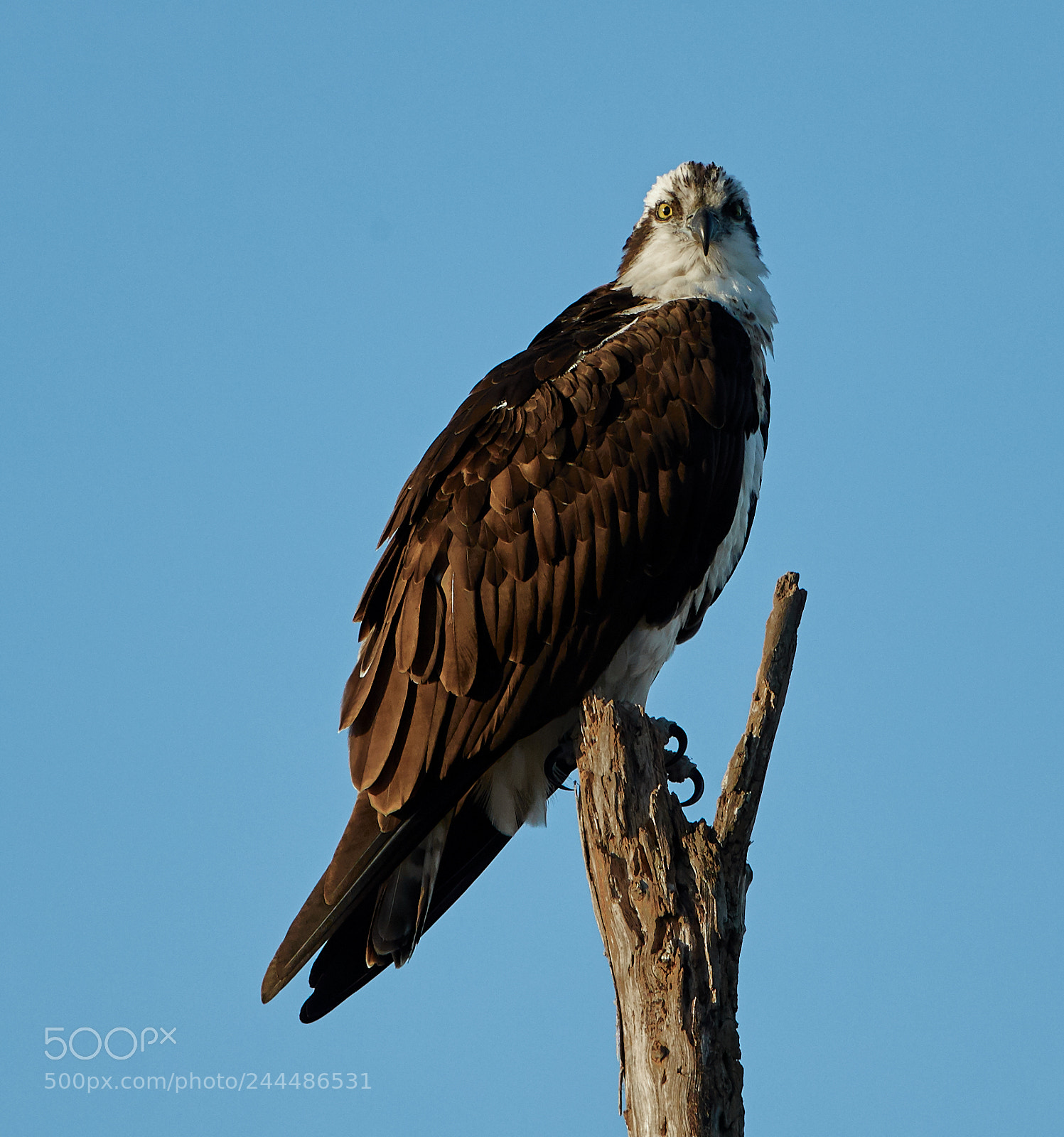Canon EOS-1D X Mark II sample photo. 01-31-18-0001700.jpg photography