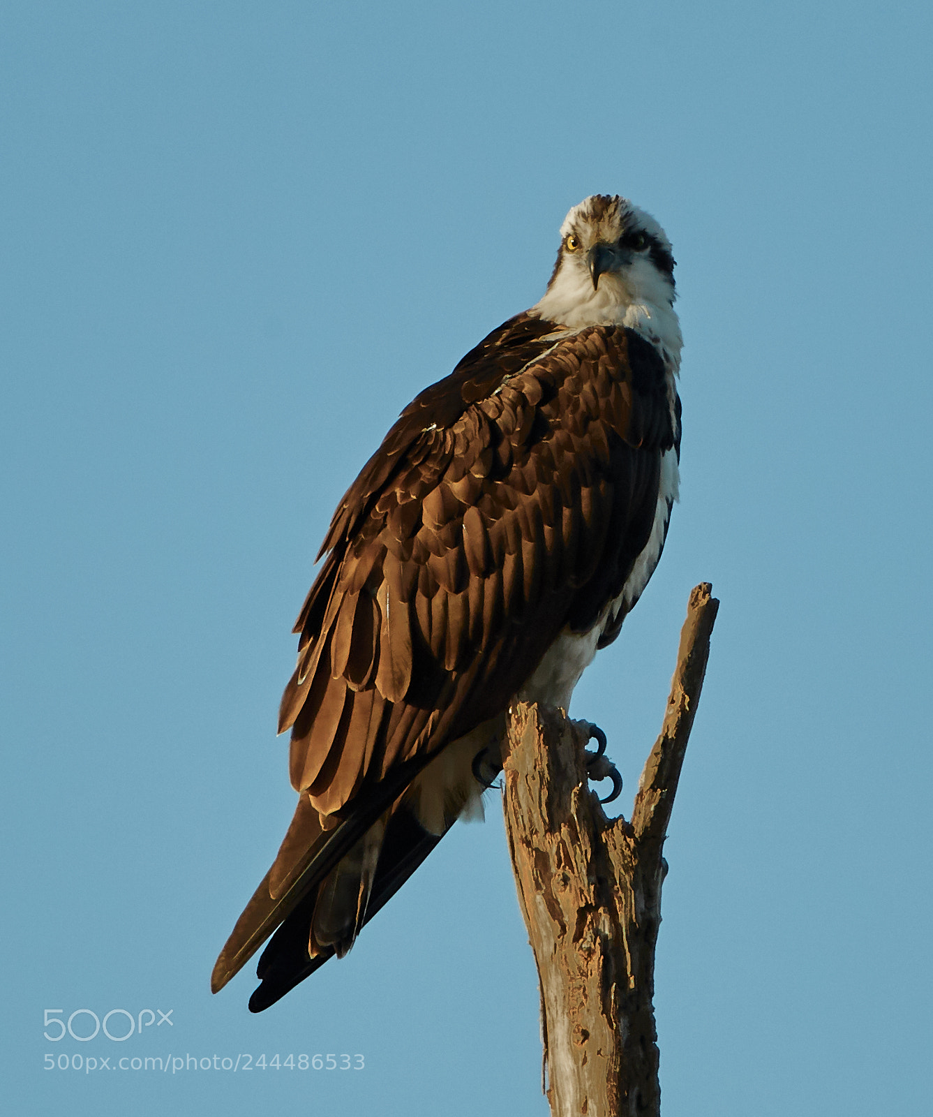 Canon EOS-1D X Mark II sample photo. 01-31-18-0001698.jpg photography