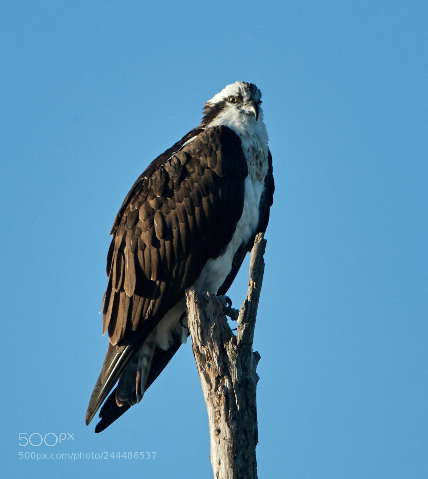 Canon EOS-1D X Mark II sample photo. 01-31-18-0001685.jpg photography